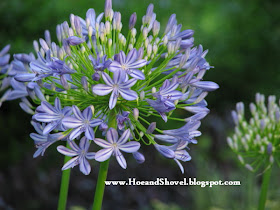 Hoe And Shovel Florida Friendly Agapanthus