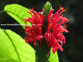 Clerodendrum Ugandense Or Blue Butterfly Bush Poster By Jmccombie