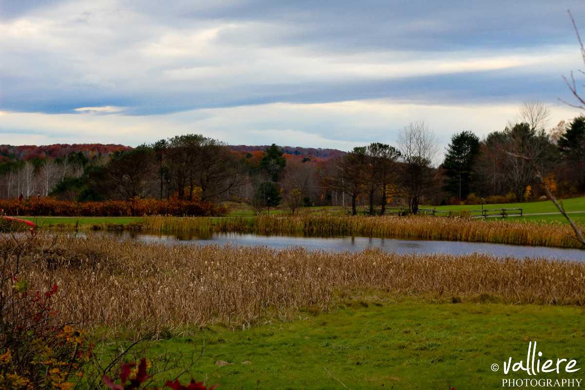 preformed-pond.jpg