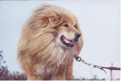 Unusuals Things Tibetan Dogs Do They Look Like Tigers