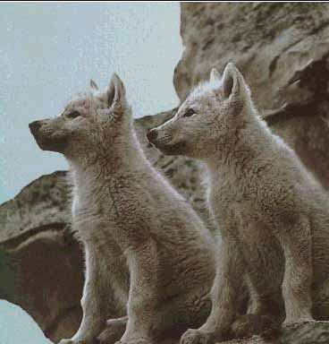 Photo of beautiful wolf cubs