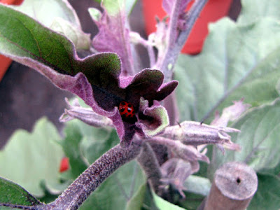 Bucolic Bushwick a Brooklyn Rooftop Container Vegetable Garden