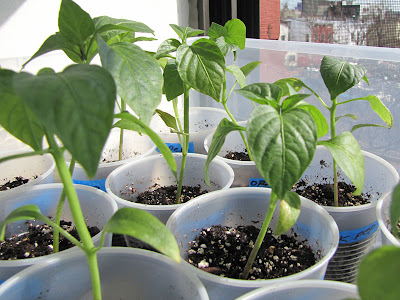 Bushwick Rooftop Container Gardening Seedlings