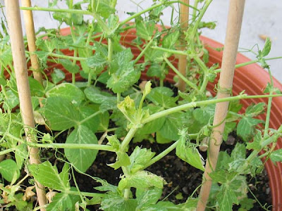 Bushwick Rooftop Vegetable Garden Pest