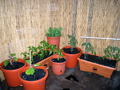 Bushwick Rooftop Vegetable Garden with Reed Fence