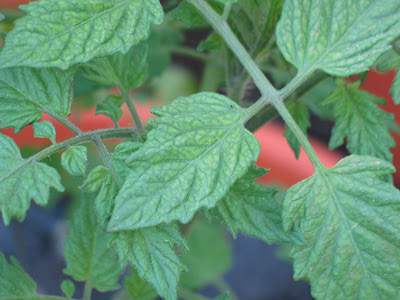 Rooftop Garden Vegetable Disease