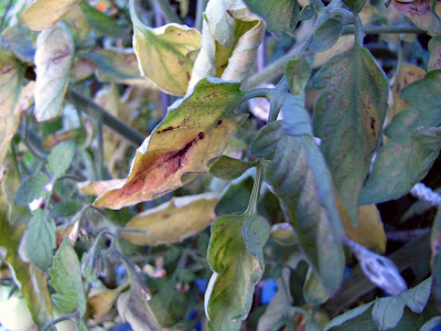 Bushwick Rooftop Container Garden Vegetable Disease