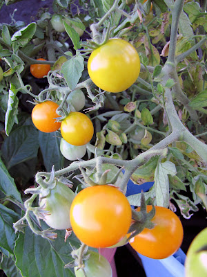 Rooftop Garden Cherry Tomato