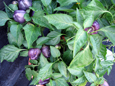 Bushwick Rooftop Container Gardening Vegetables
