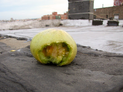 Rooftop Container Garden Pest