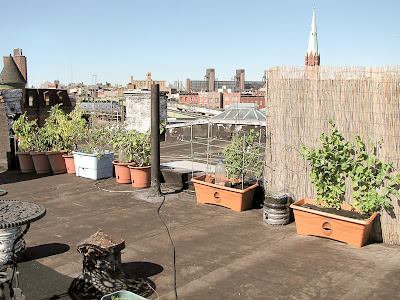 Bushwick Rooftop Container Vegetable Garden Plant