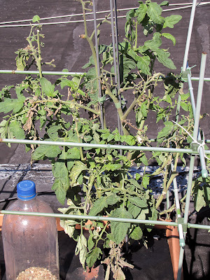 Bushwick Rooftop Container Vegetable Garden Plant