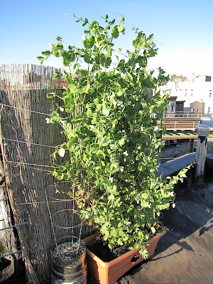 Bucolic Bushwick Rooftop Container Garden Vegetable Plant
