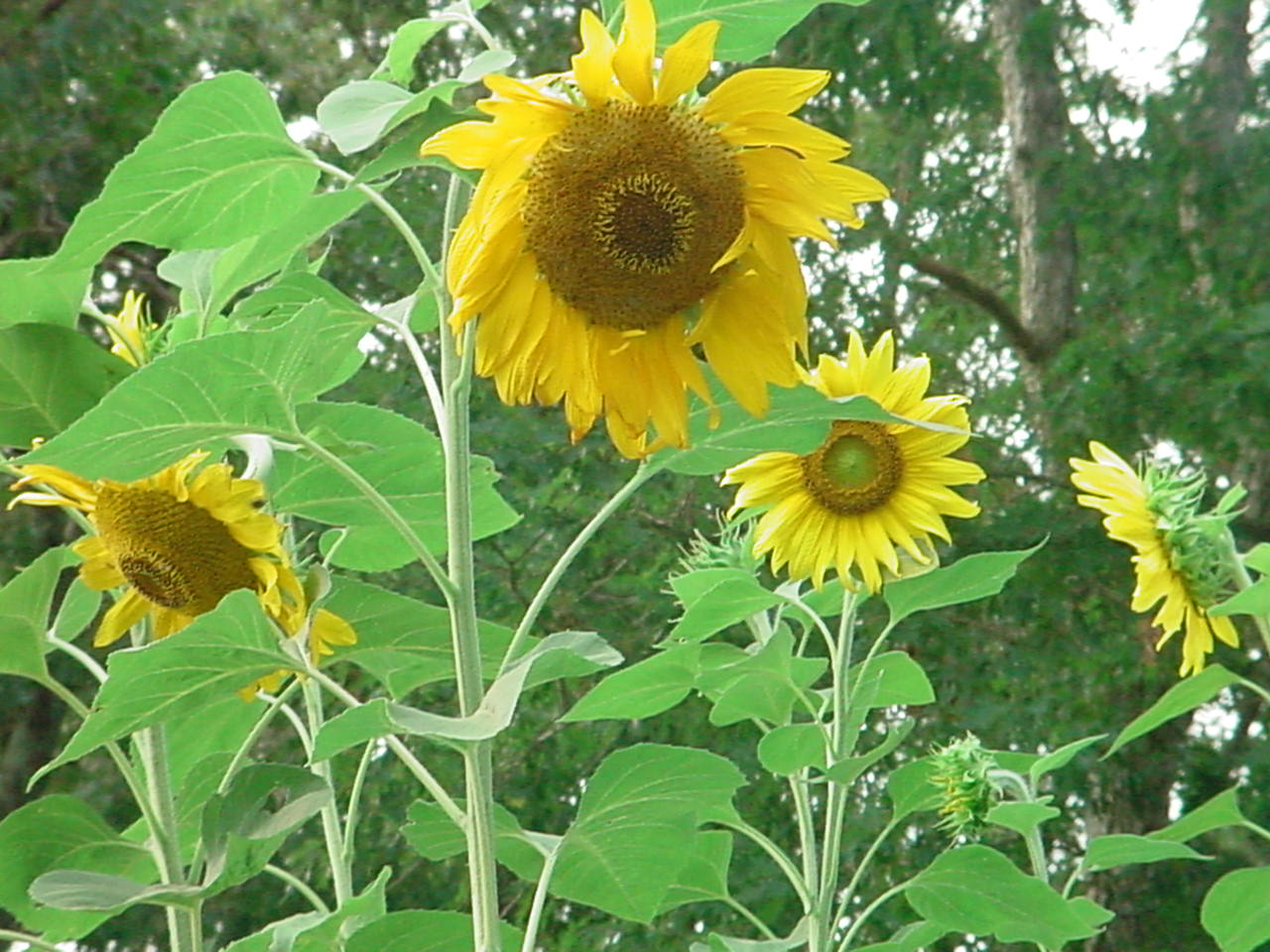 How to Grow Sunflowers in Your Backyard