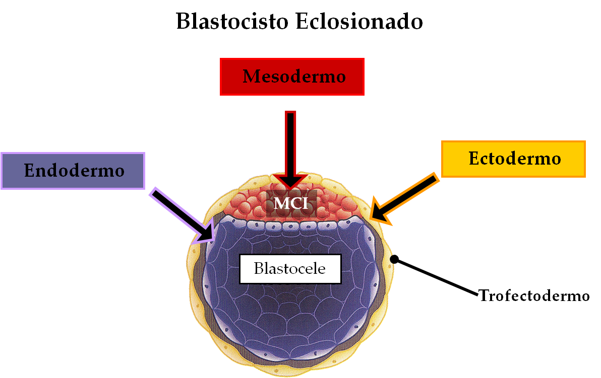 Masa celular interna del blastocisto; Masa de Células Internas del ...