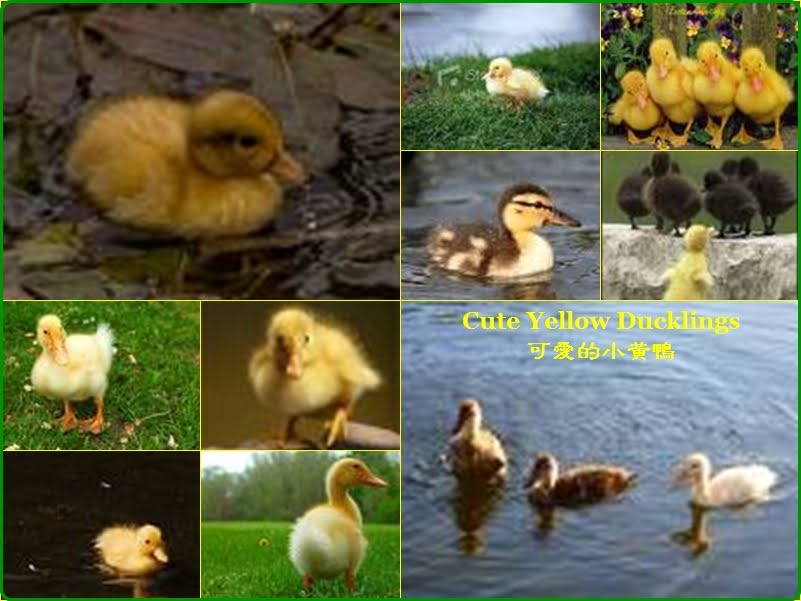 [090814+Yellow+Ducklings.jpg]