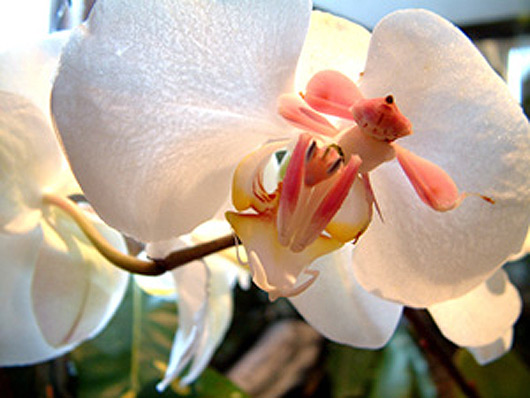 [orchid-mantis.jpg]