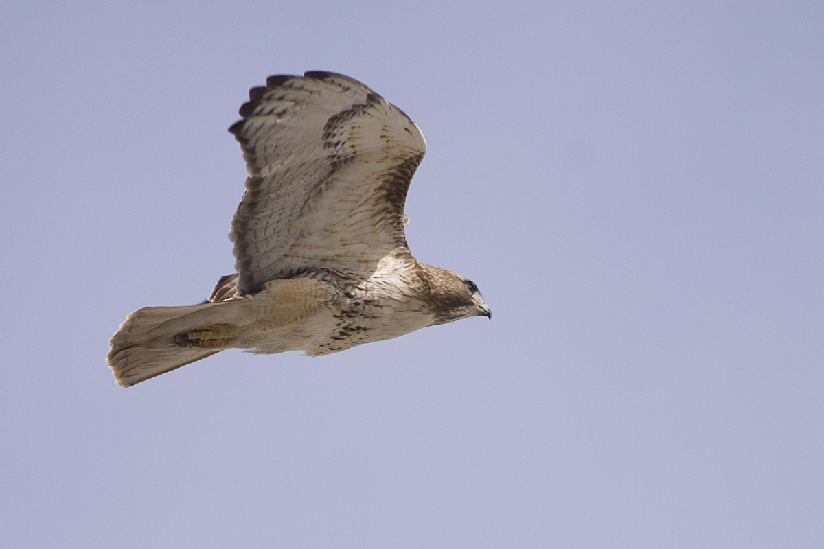 RedTailed Hawk Nest 20092017 Red Tailed hawk hunting around the nest