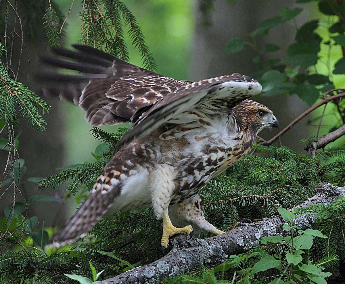 Red-Tailed Hawk Nest 2009-2017: Red-Tailed Hawks Fledgling playing on