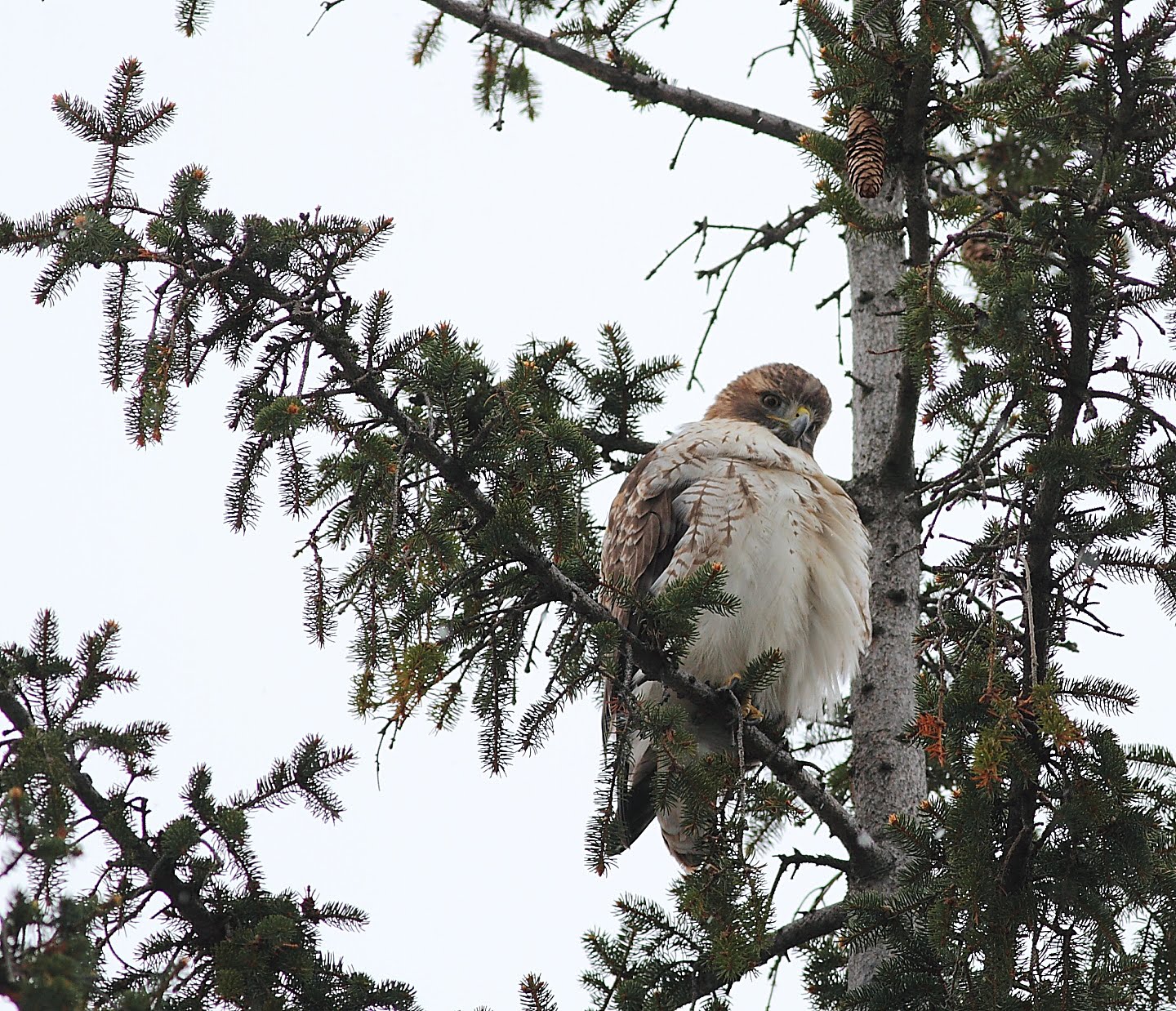 RedTailed Hawk Nest 20092017 Adult RedTailed Hawks sitting at nest