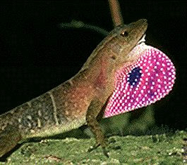 The Ethologist: Lizards 'Shout' Against A Noisy Background