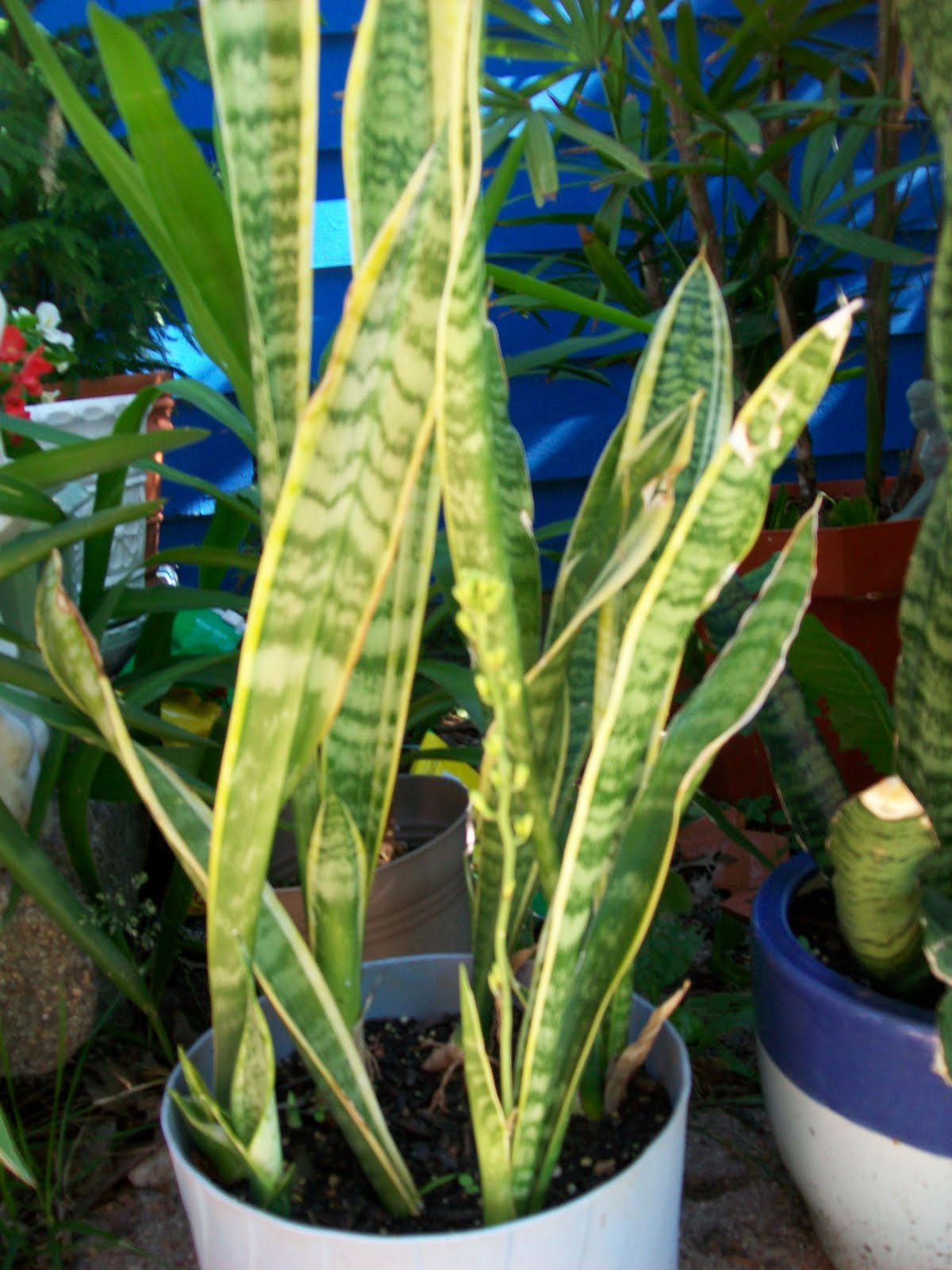 Ducky's little rainbow flower pot: Snake Plant