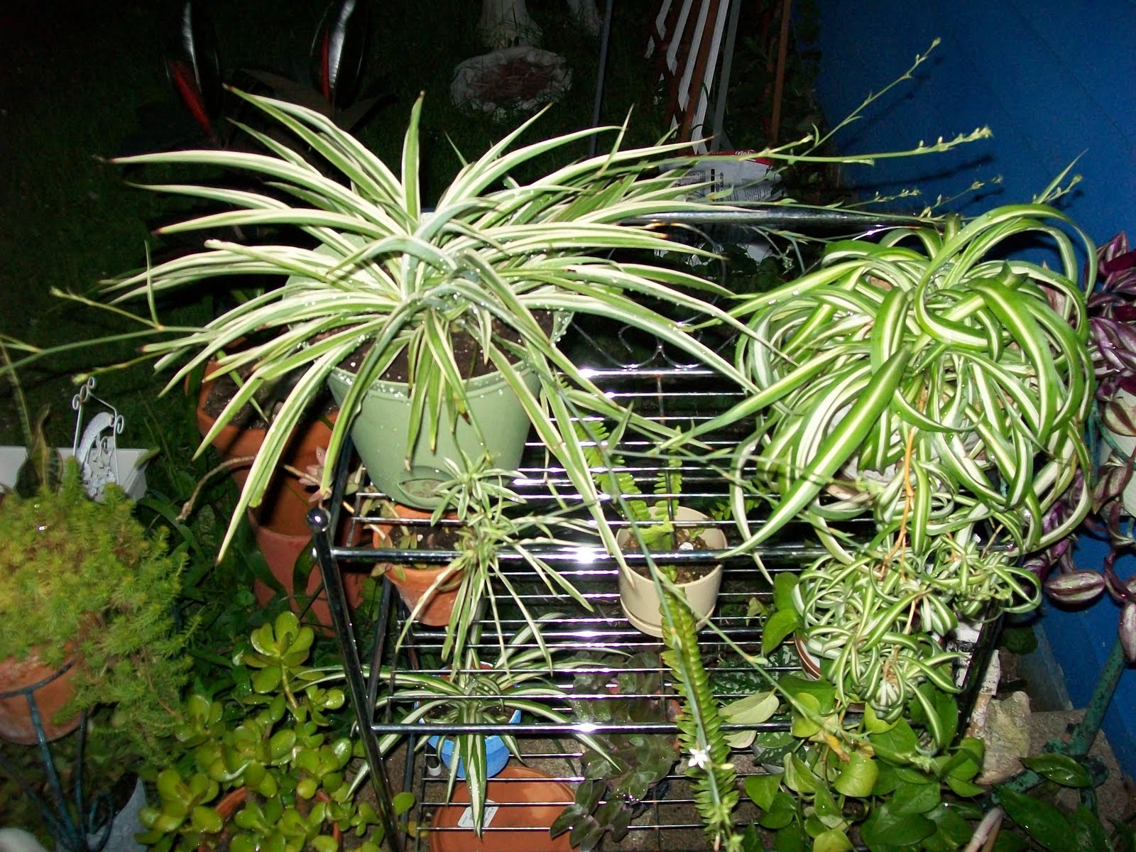 Ducky�s little rainbow flower pot Spider Plant