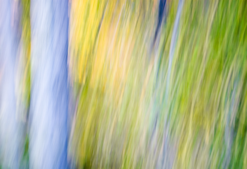 [Tree+blur+4+800x549+_DSC8796.jpg]