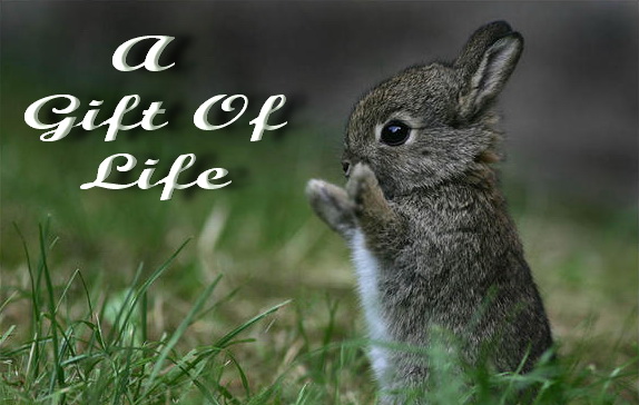 [cute_bunny.jpg]