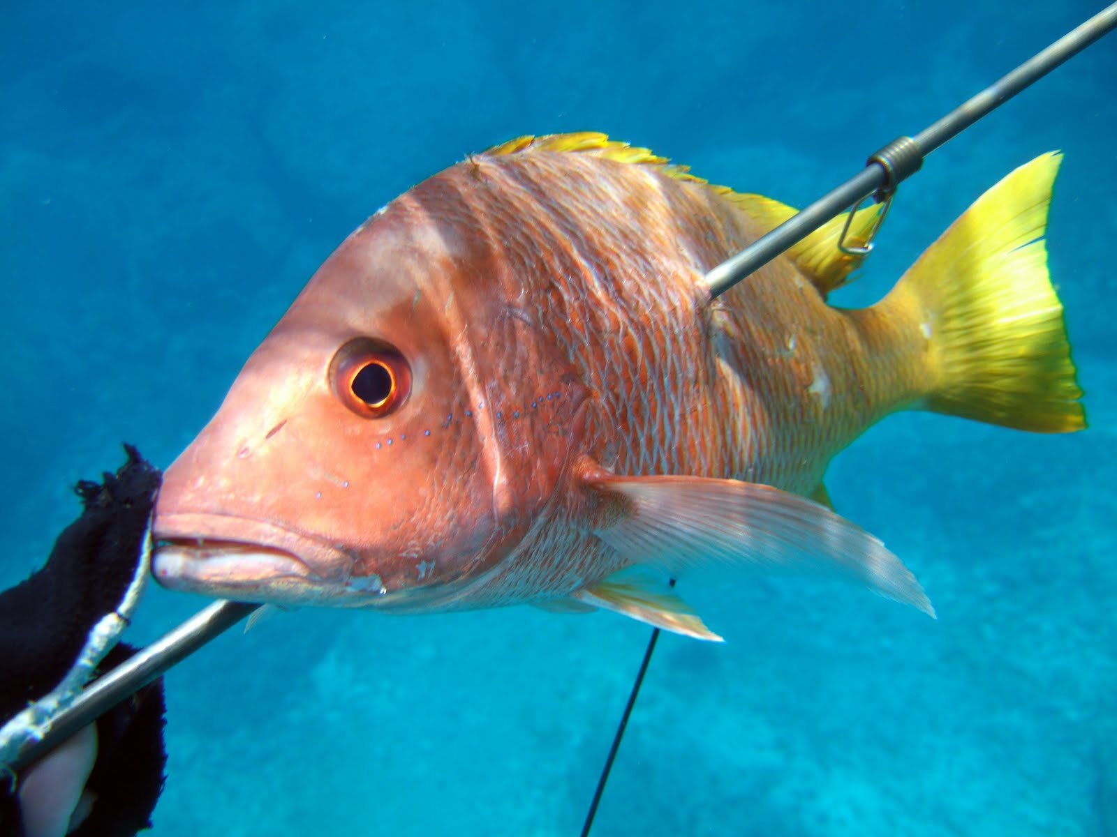 Fishing, Diving and Spearfishing Reports and Pictures San Carlos