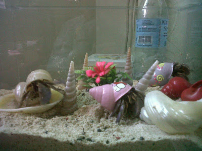 Bloom, the hermit crab, has got company