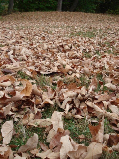 [Crunching+Leaves.jpg]