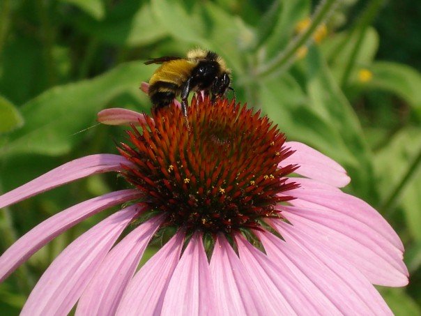 [Bee+on+Echinacea.jpg]