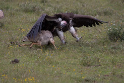 birds lappet faced vulture largest flying prey african eagle owl found