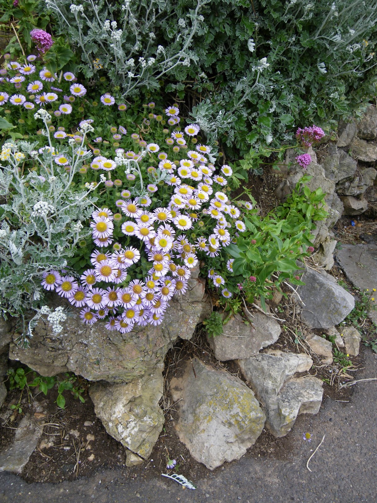 [Rockery.JPG]