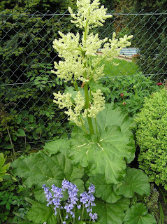 Heike Querbeet: Rhabarber-Blüte