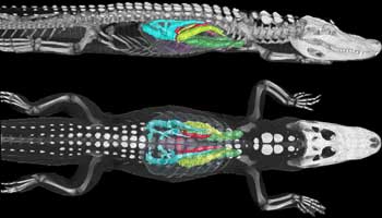 [alligator_bird_breathing.jpg]