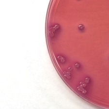 [bacteria-transformed-into-biofuel-refineries_1.jpg]