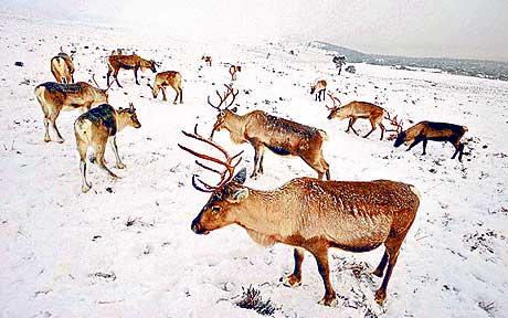 [snow-animals_1577979c.jpg]