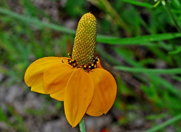 [securedownload.jpg]