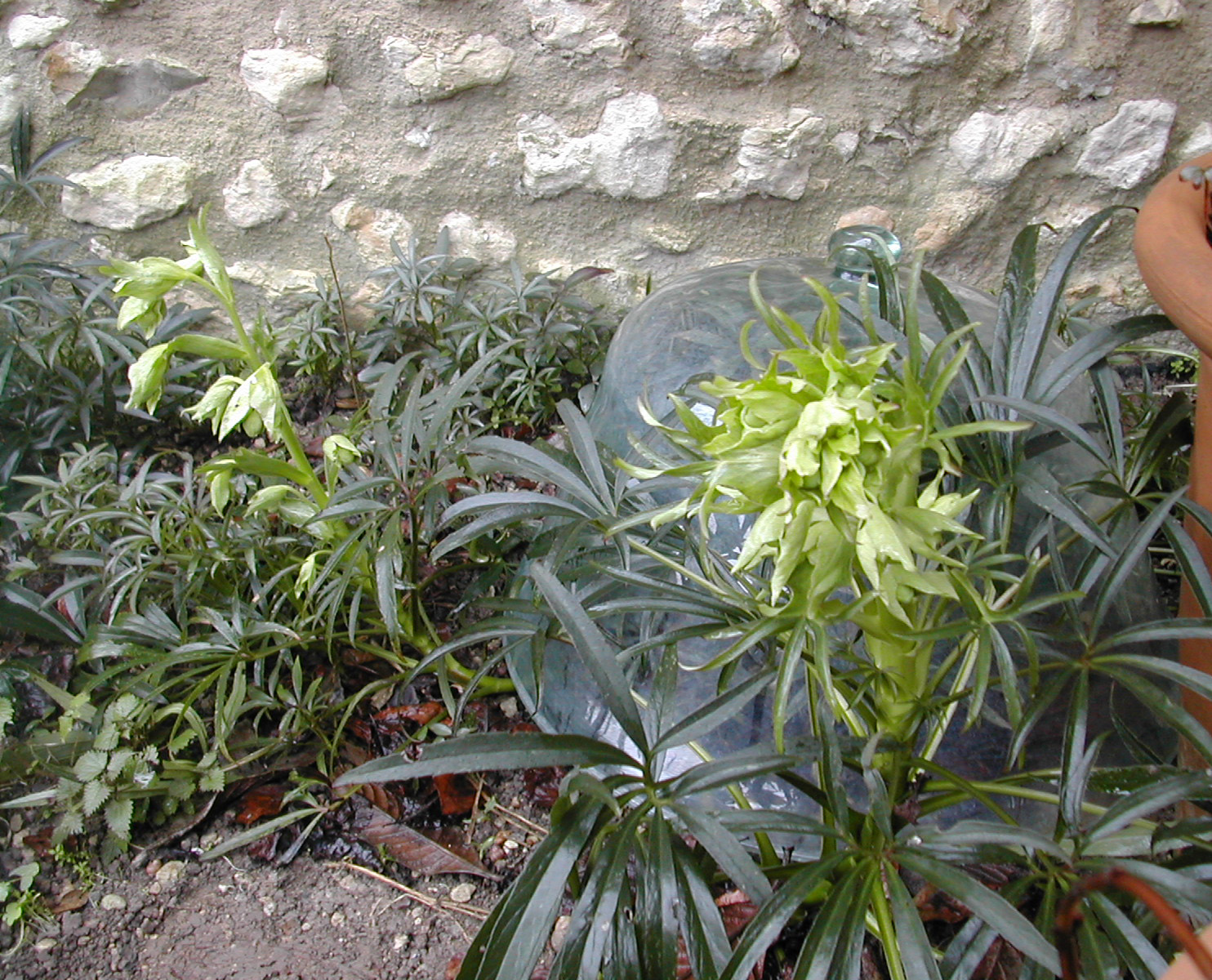 La Pouyette.... The Color of Hope is Green