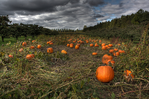 embracing bevin: Welcome to the pumpkin patch...