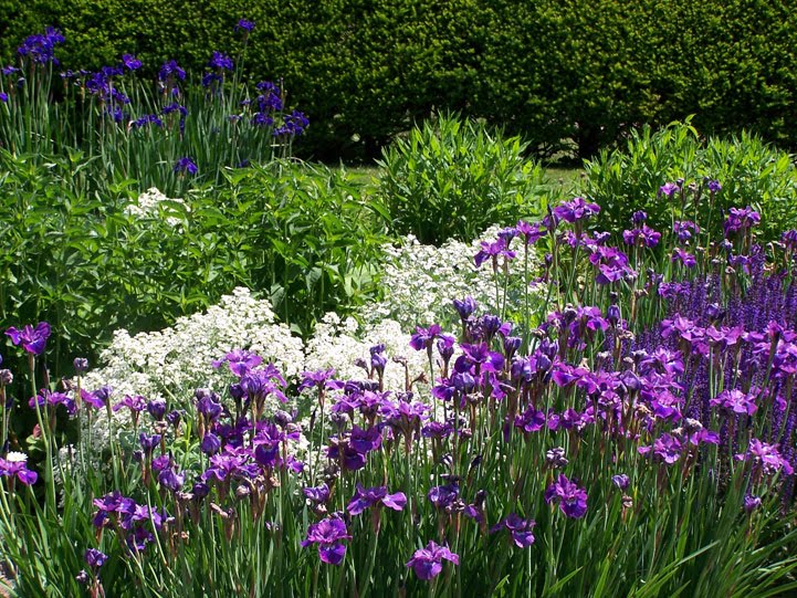 Three Dogs in a Garden Royal Peony and Iris Festival