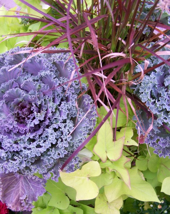 Three Dogs in a Garden An Alternative to Fall Mums Beautiful
