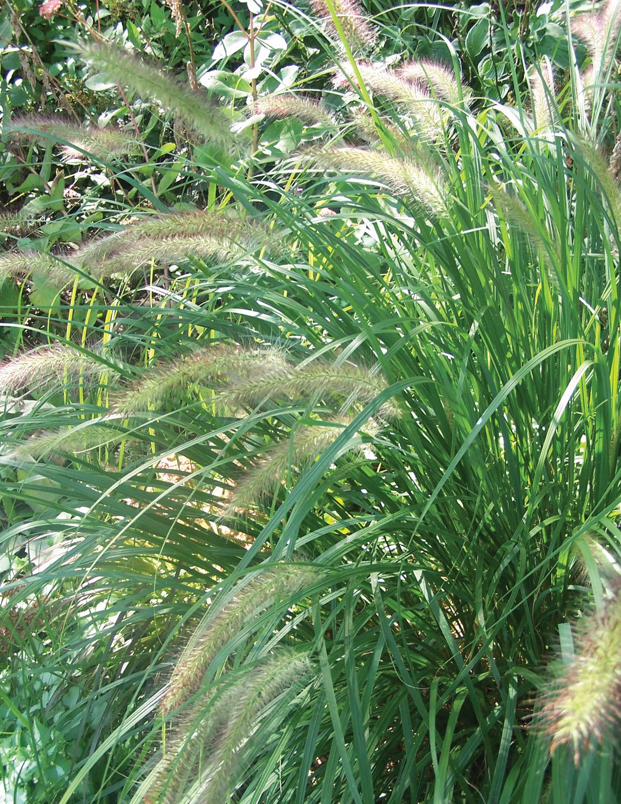 Three Dogs in a Garden A Celebration of Fall Grasses