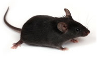 image of mouse