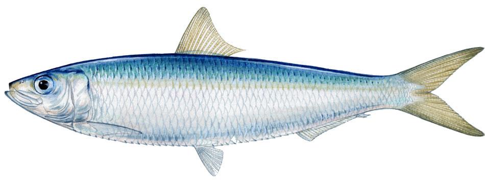 [spanish-sardine_fb.jpg]