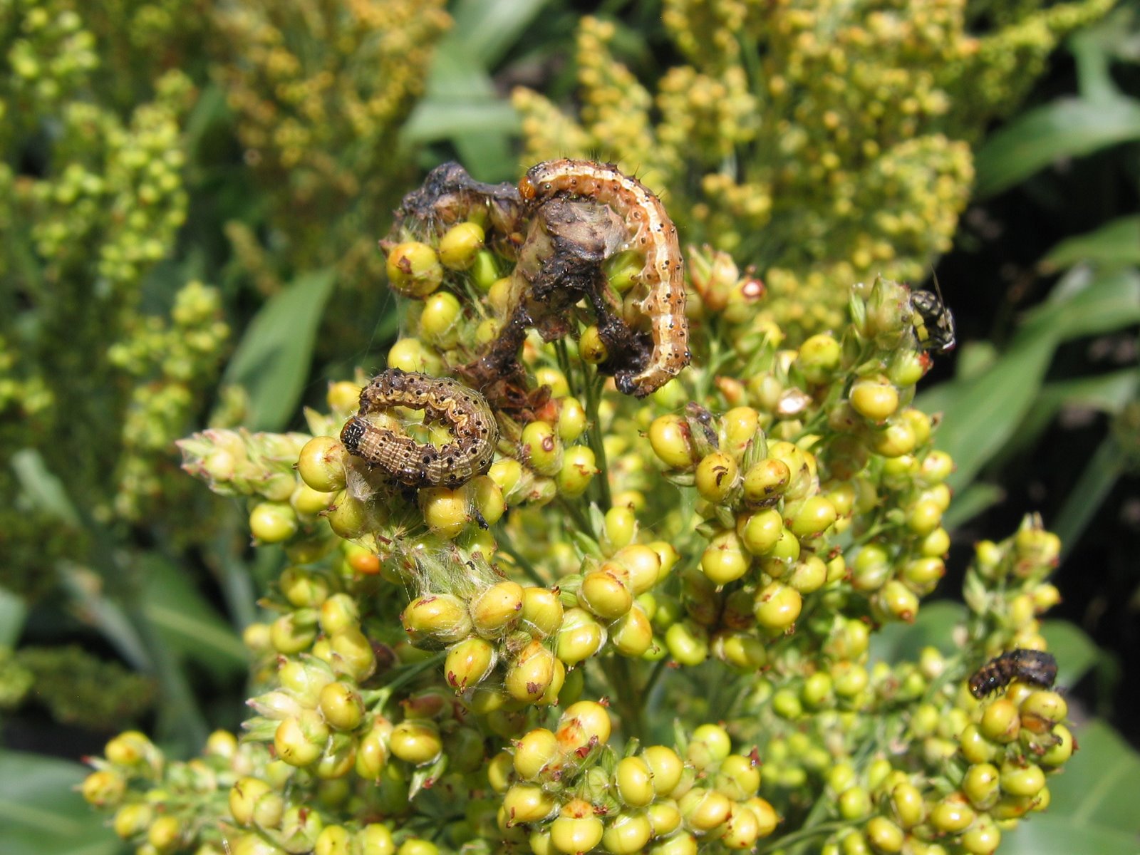 [NPV2+Sorghum+Dec2007+007.jpg]