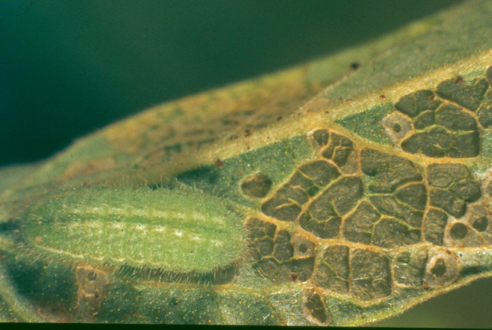 [LEAF3+grass+blue+larva+&+windowing.jpg]