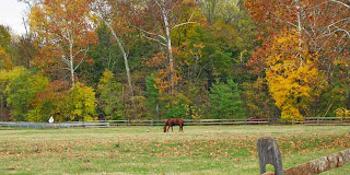 horse in pasture